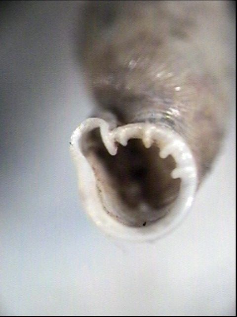 Bofilliella subarcuata (Bofill 1897)
